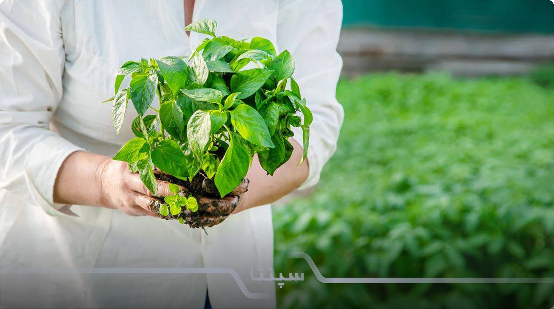 گیاهان دارویی و صنعتی گلخانه