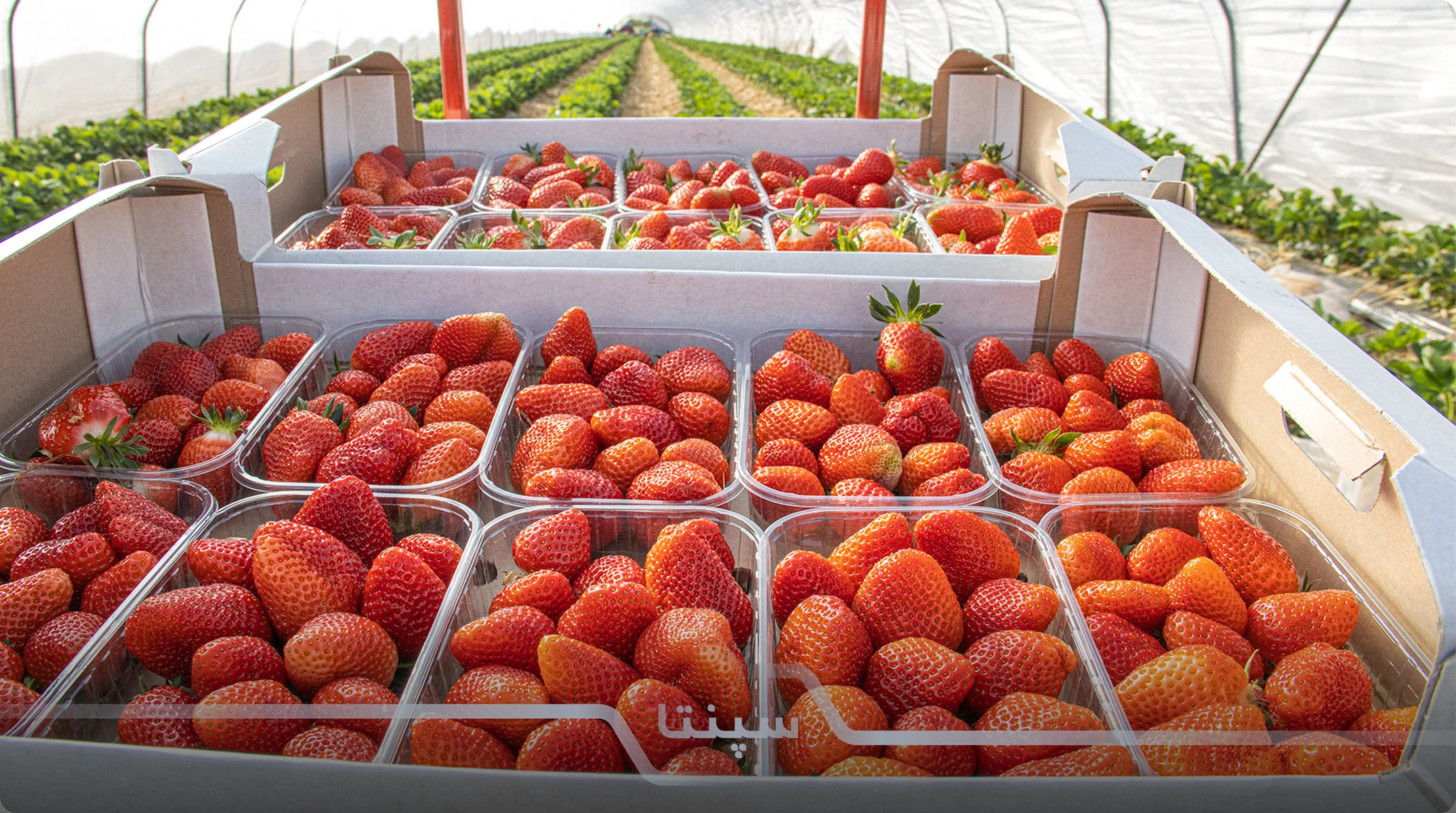 محصولات گلخانه‌ای در ایران